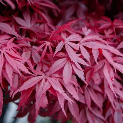 Клен дланевидный АТРОПУРПУРЕУМ в Слуцке