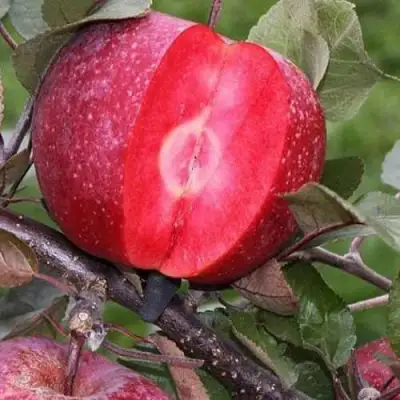 Яблоня РЕД КЕТТИ в Слуцке