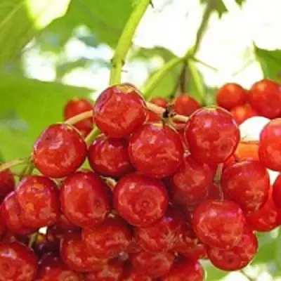 Калина КИЕВСКАЯ САДОВАЯ в Слуцке