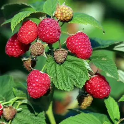 Малиновое дерево СКАЗКА в Слуцке