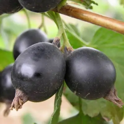 ЙОШТА в Слуцке