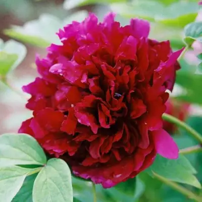 Пион ГАЛАКТИКА травянистый в Слуцке