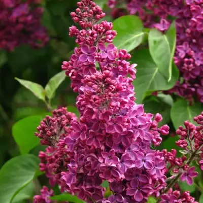 Сирень ЗНАМЯ ЛЕНИНА в Слуцке