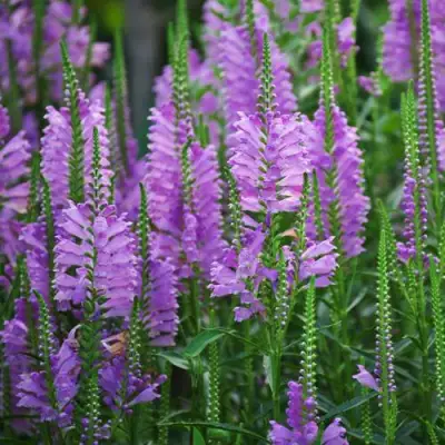 Физостегия РОЗЕЯ виргинская в Слуцке