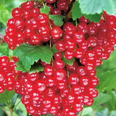 Смородина красная РУДНЕУС в Слуцке