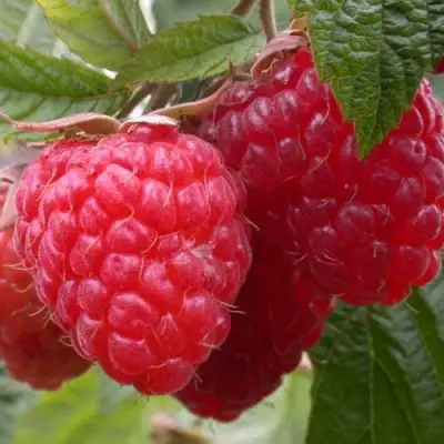 Малина ПИНГВИН в Слуцке