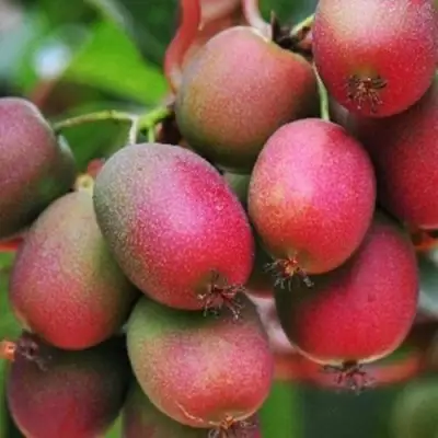 Актинидия ВЕЙКИ аргута в Слуцке