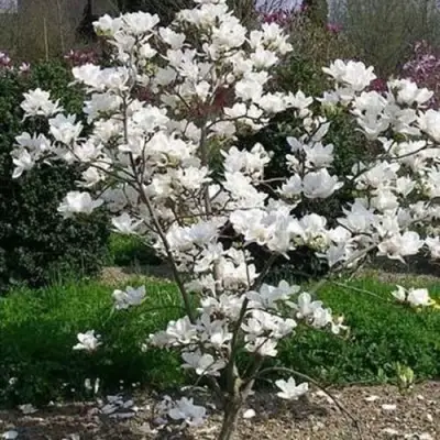 Магнолия АЛЬБА СУПЕРБА в Слуцке