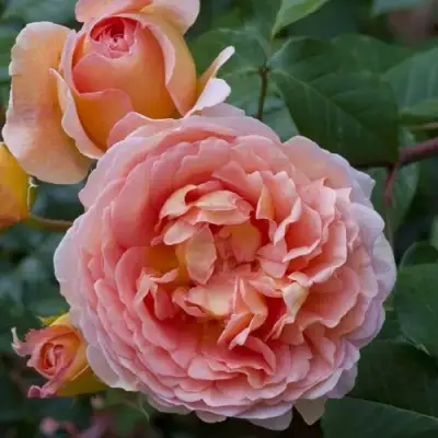 Роза АБРАХАМ ДЕРБИ английская в Слуцке