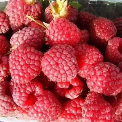 Малина ПОЛЕСЬЕ в Слуцке