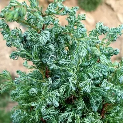 Кипарисовик БЕБИ БЛЮ горохоплодный в Слуцке