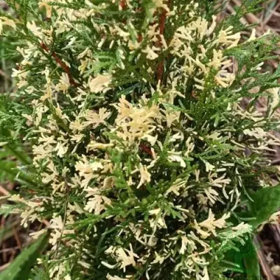 Туя БРАБАНТ ВАРИЕГАТТА западная в Слуцке