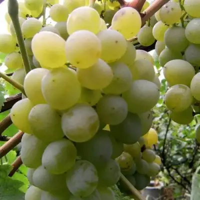 Виноград ТАЛИСМАН в Слуцке