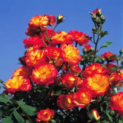 Роза ТАЙФУН спрей в Слуцке