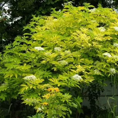 Бузина черная АУРЕА в Слуцке