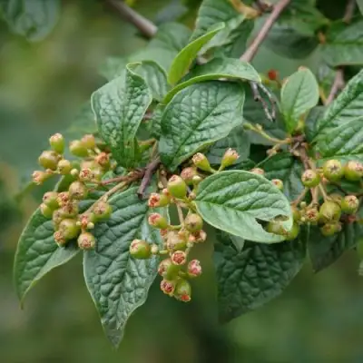Кизильник пузырчатый в Слуцке