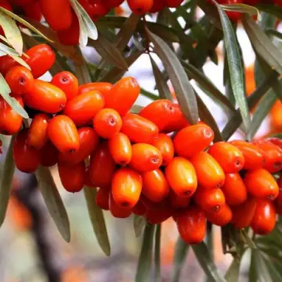 Облепиха ДЖЕМОВАЯ в Слуцке