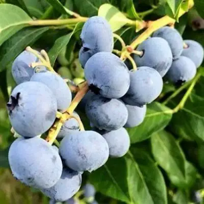 Голубика БЛЮДЖЕЙ в Слуцке