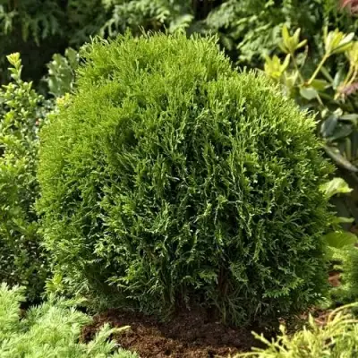 Туя ТИНИ ТИМ западная в Слуцке