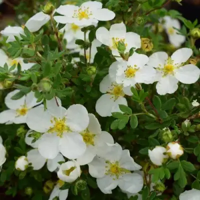 Лапчатка АББОТСВУД кустарниковая в Слуцке