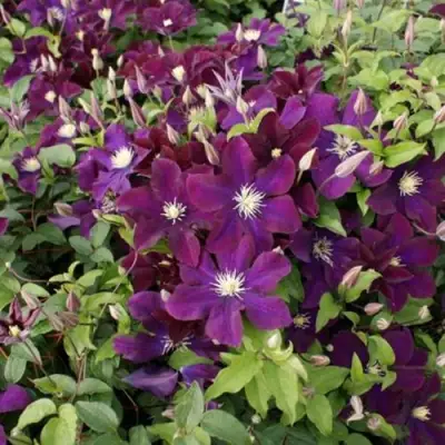 Клематис ГЕРОИ ВАРШАВЫ в Слуцке