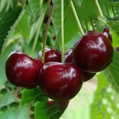 Вишня ЖАДАНА в Слуцке