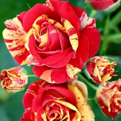 Роза ФАЙЕР ФЛЕШ спрей в Слуцке