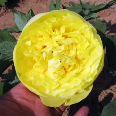 Пион ЗОЛОТО ПОДНЕБЕСНОЙ древовидный в Слуцке