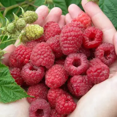 Малина МОЛЛИНГ ДЖУНО в Слуцке