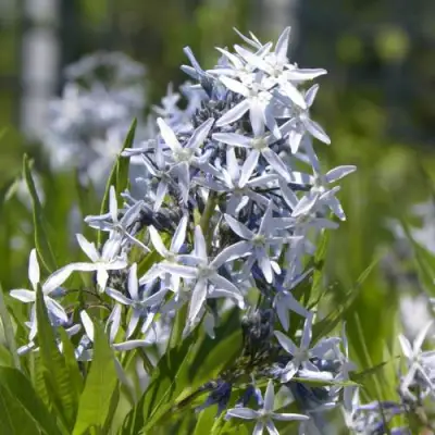 Амсония ТАБЕРНЕМОНТАНА в Слуцке