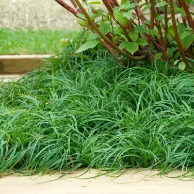 Осока БИТЛЗ в Слуцке