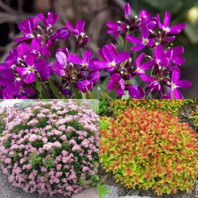 Комплект ЯПОНСКИЙ САД в Слуцке