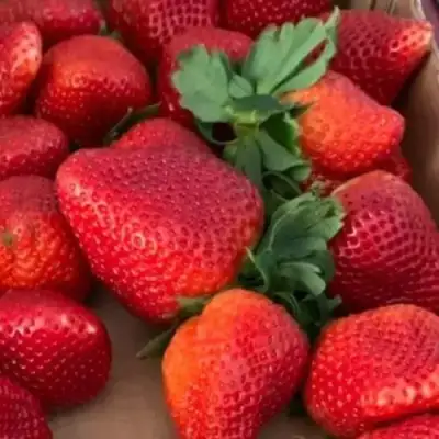 Клубника МОНТЕРЕЙ ремонтантная в Слуцке