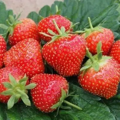 Клубника ЭЛЬСАНТА в Слуцке