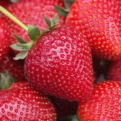 Клубника СЕЛЬВА ремонтантная в Слуцке