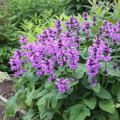 Буквица крупноцветковая в Слуцке