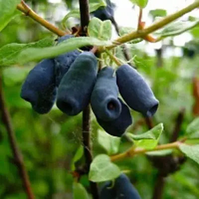 Жимолость съедобная ВОЛХОВА в Слуцке