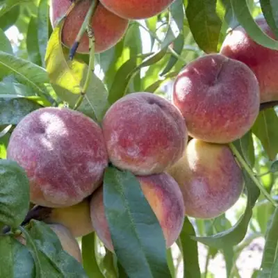 Персик ЗАРМЕНЮ в Слуцке