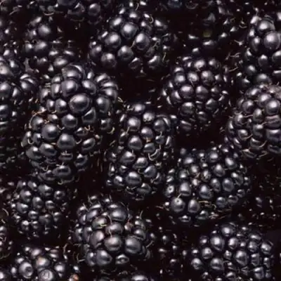 Ежевика ОРКАН бесшипная  в Слуцке