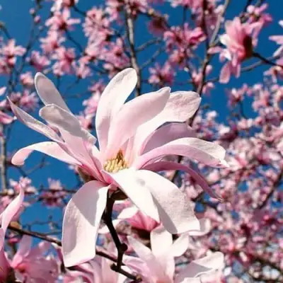 Магнолия РОЗЕЯ в Слуцке