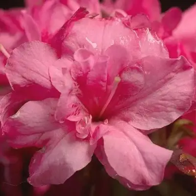 Азалия РОКОКО японская в Слуцке