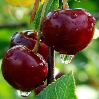 Вишня ЛАСУХА в Слуцке