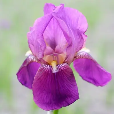 Ирис ИМПЕРАТОР бородатый в Слуцке