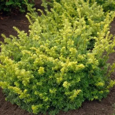 Тис ЭЛЕГАНТИССИМА ягодный в Слуцке