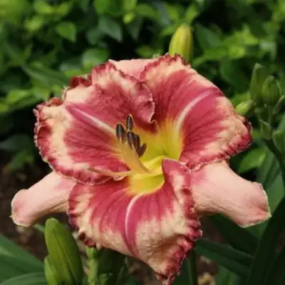 Лилейник АУТСТАНДИНГ гибридный в Слуцке