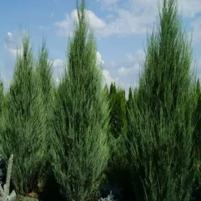 Можжевельник СКАЙРОКЕТ  скальный в Слуцке