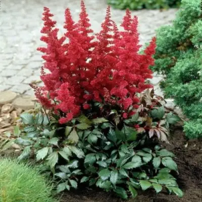 Астильба МОНТГОМЕРИ японская в Слуцке