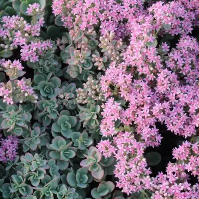 Очиток (седум) САНСПАРКЛЕР ЛАЙМ ЗИНГЕР в Слуцке