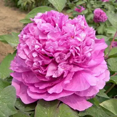 Пион ОРНАМЕНТ древовидный в Слуцке