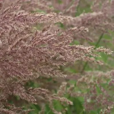 Вейник КАРЛ ФОРСТЕР остроцветковый в Слуцке